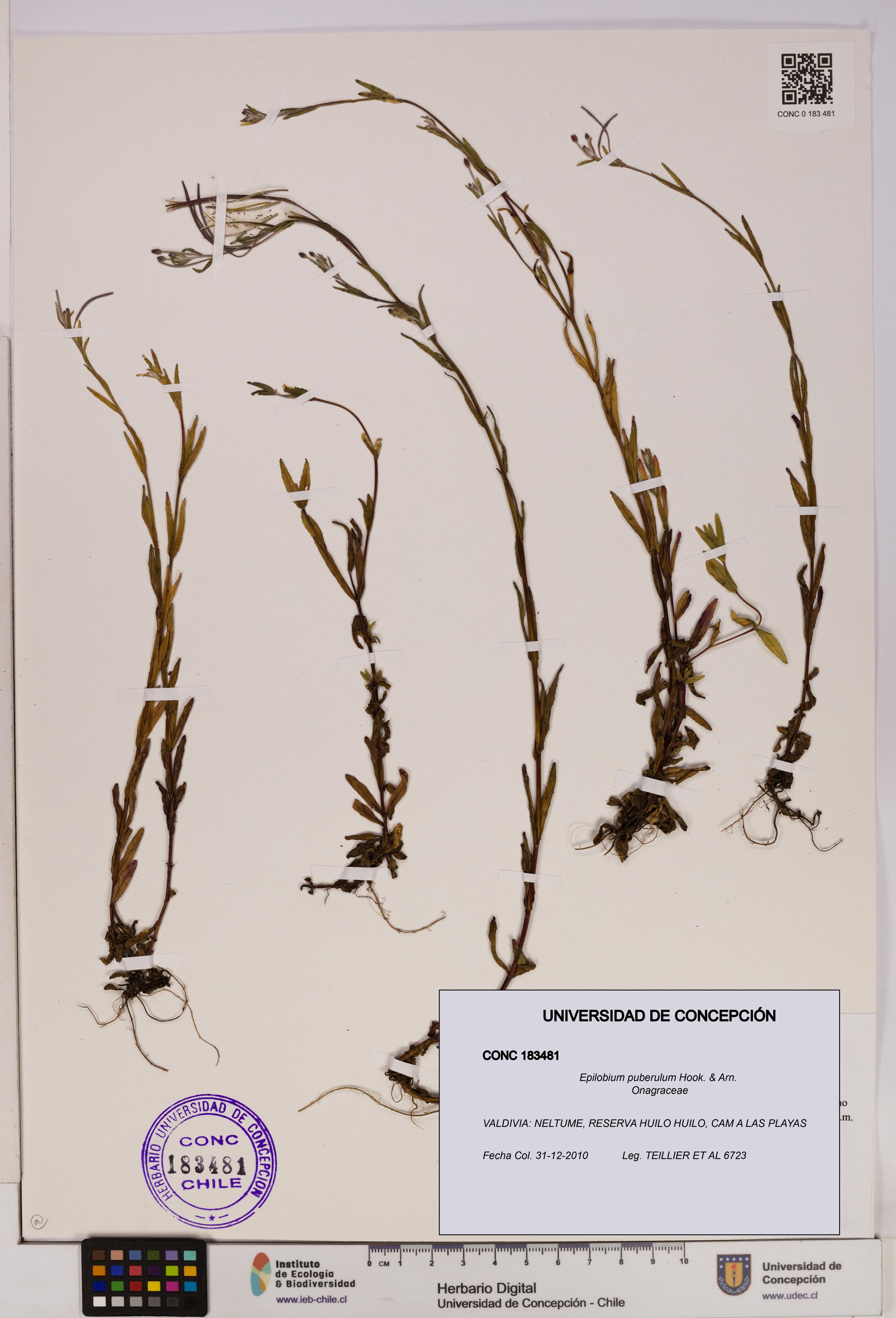 Epilobium puberulum [Espécimen: UDEC:CONC:0183481]