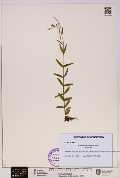 Epilobium puberulum [Espécimen: UDEC:CONC:0183482]