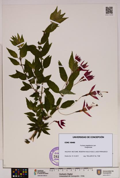 Fuchsia magellanica [Espécimen: UDEC:CONC:0183483]