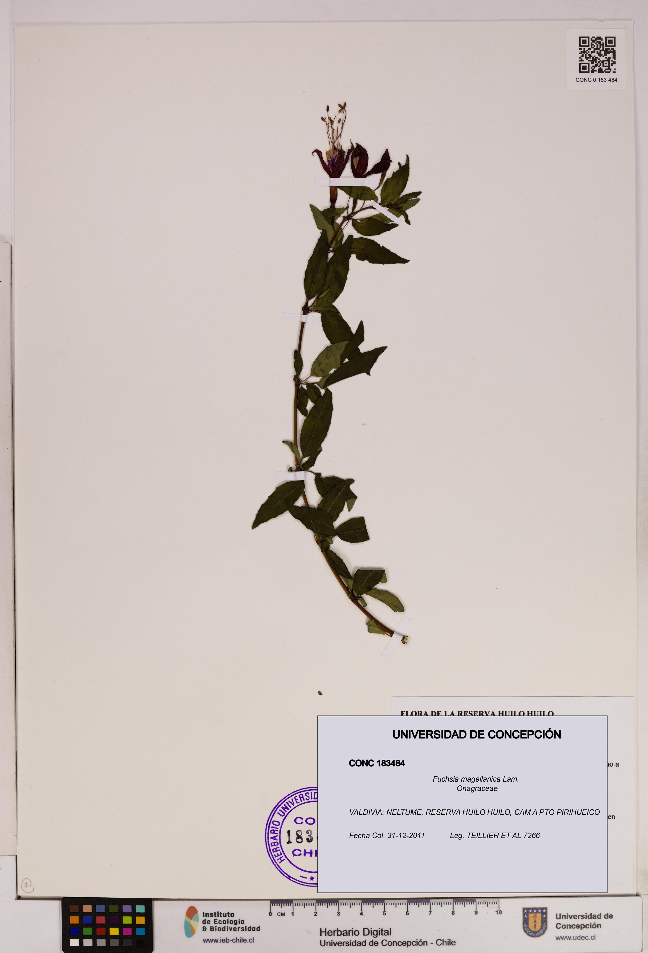 Fuchsia magellanica [Espécimen: UDEC:CONC:0183484]
