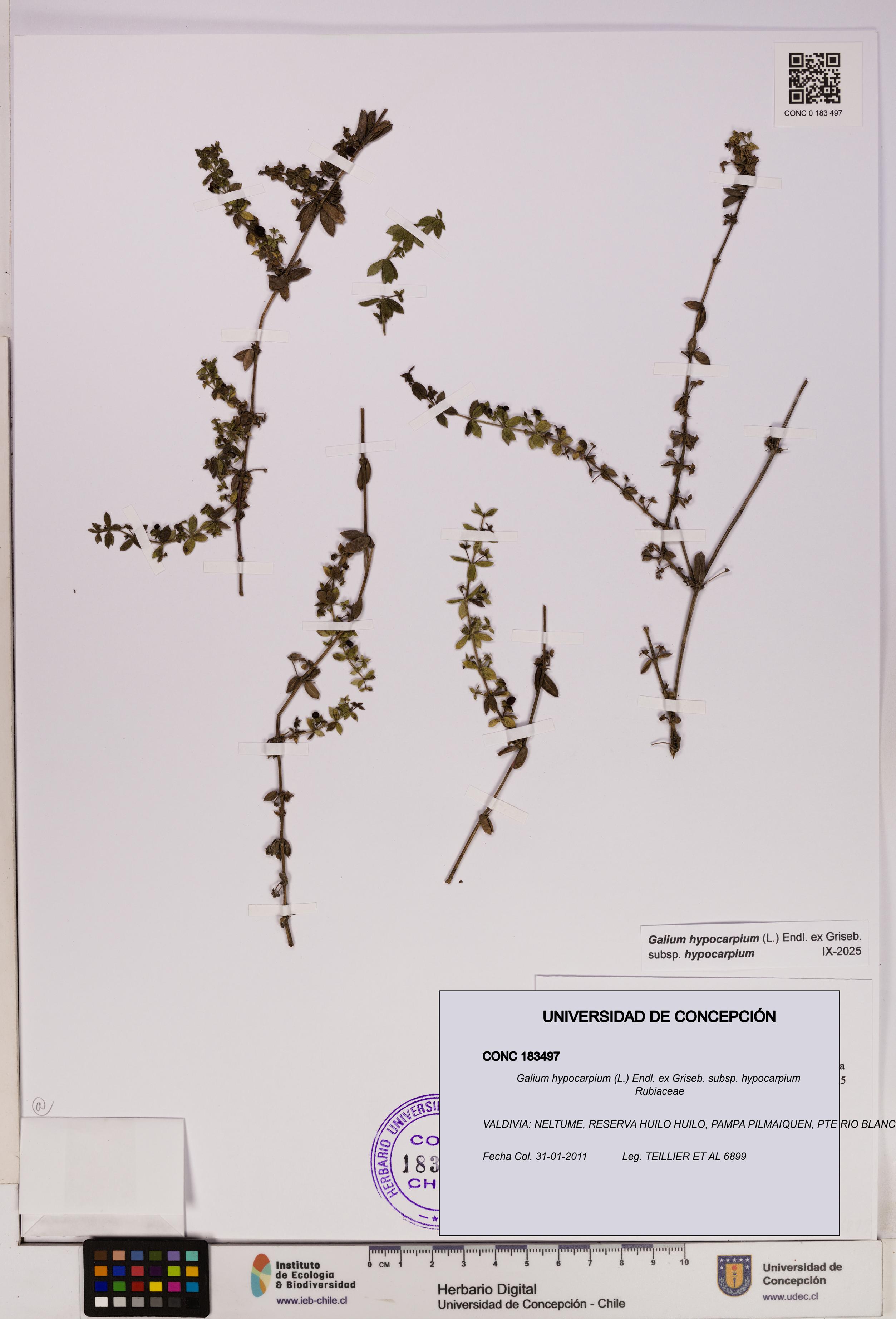 Galium hypocarpium subsp. hypocarpium [Espécimen: UDEC:CONC:0183497]