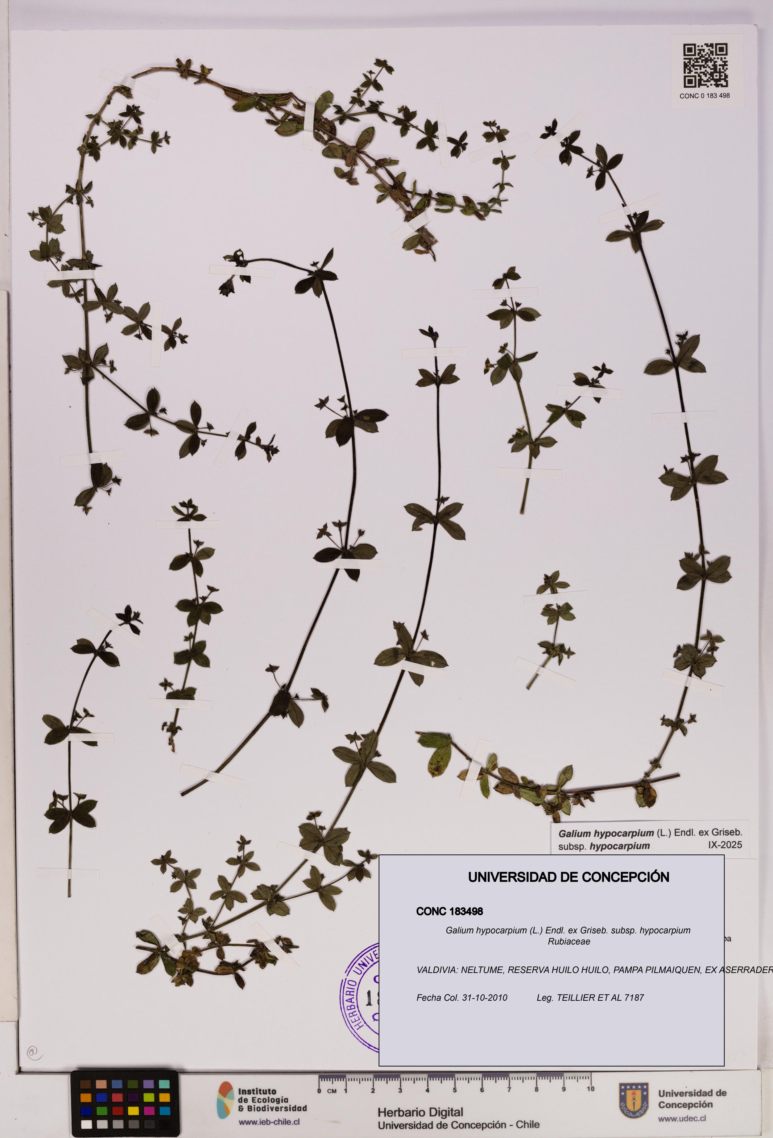 Galium hypocarpium subsp. hypocarpium [Espécimen: UDEC:CONC:0183498]