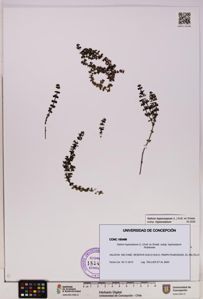 Galium hypocarpium subsp. hypocarpium [Espécimen: UDEC:CONC:0183499]