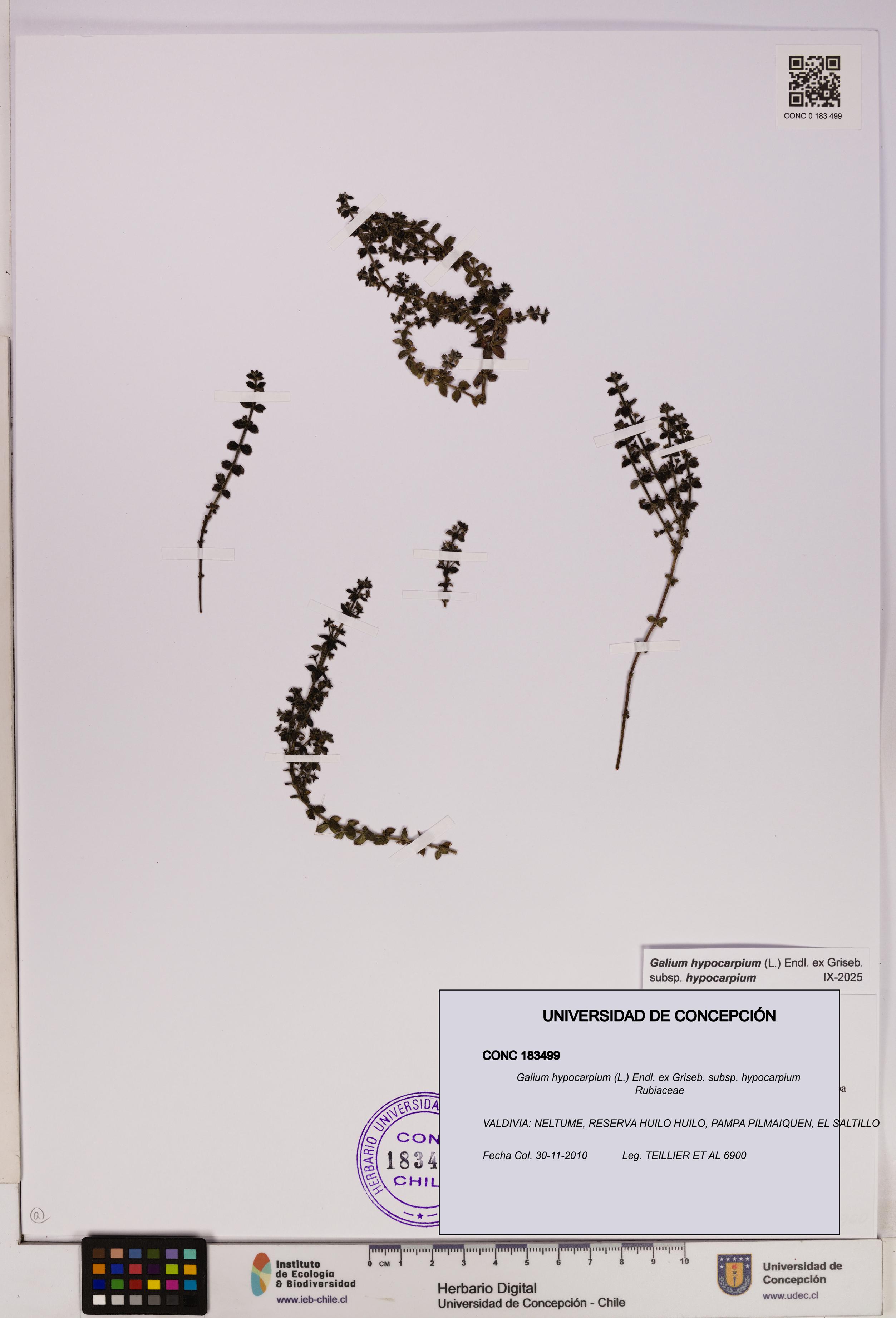 Galium hypocarpium subsp. hypocarpium [Espécimen: UDEC:CONC:0183499]
