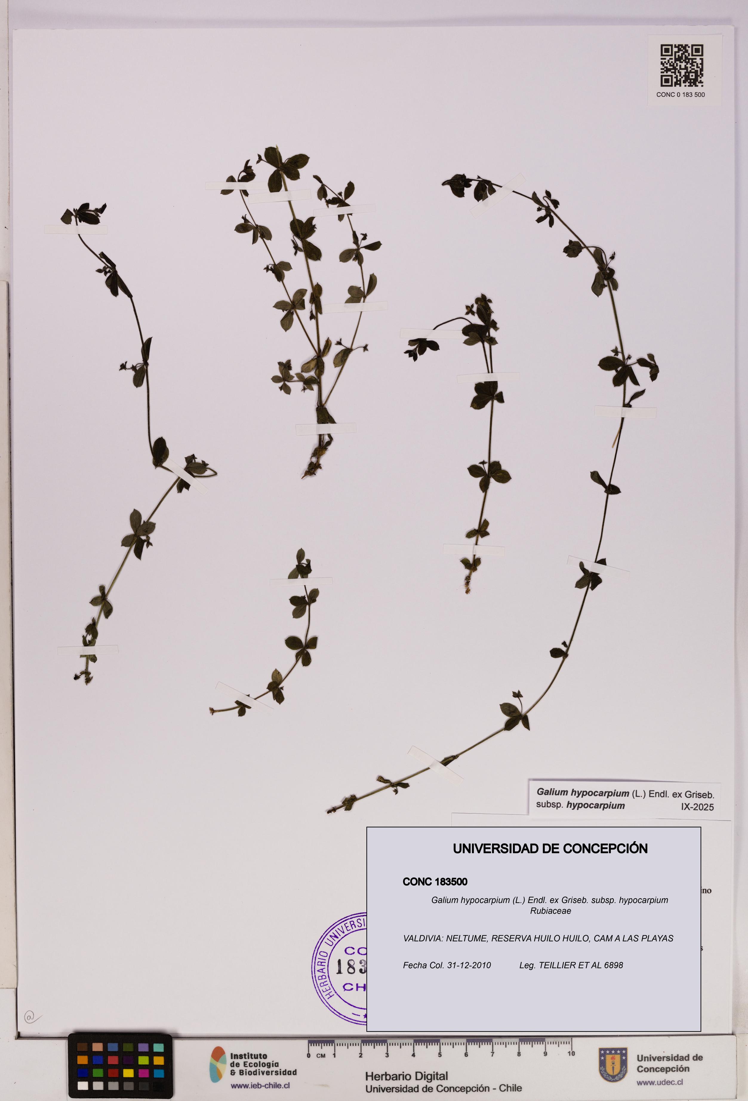 Galium hypocarpium subsp. hypocarpium [Espécimen: UDEC:CONC:0183500]