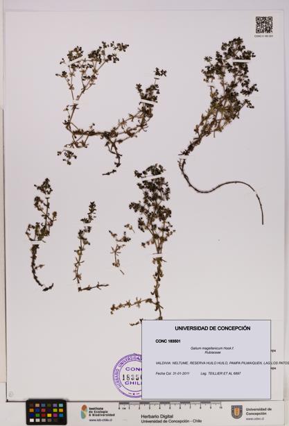 Galium magellanicum [Espécimen: UDEC:CONC:0183501]
