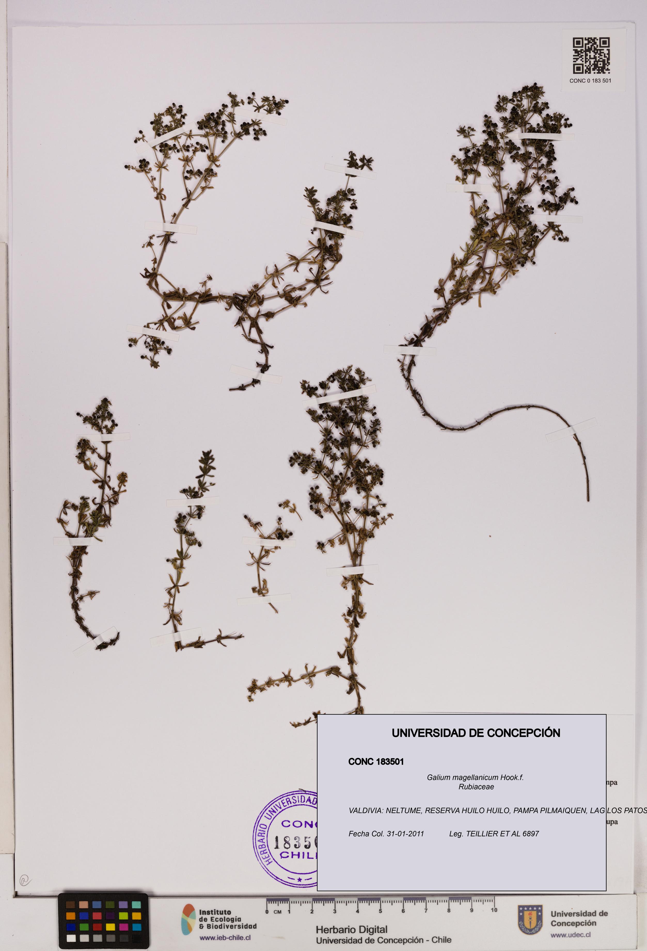 Galium magellanicum [Espécimen: UDEC:CONC:0183501]