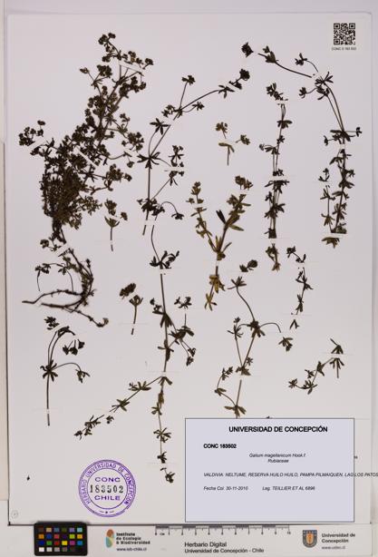 Galium magellanicum [Espécimen: UDEC:CONC:0183502]