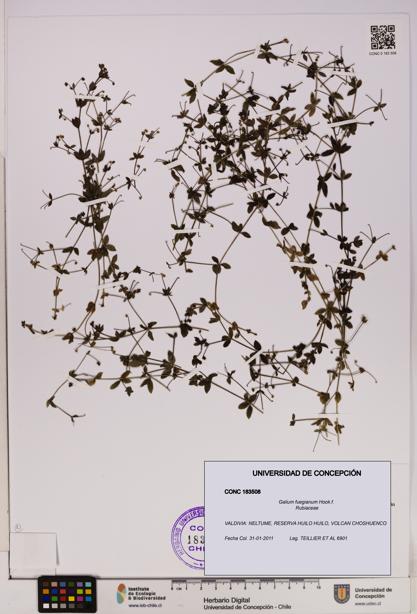 Galium fuegianum [Espécimen: UDEC:CONC:0183508]