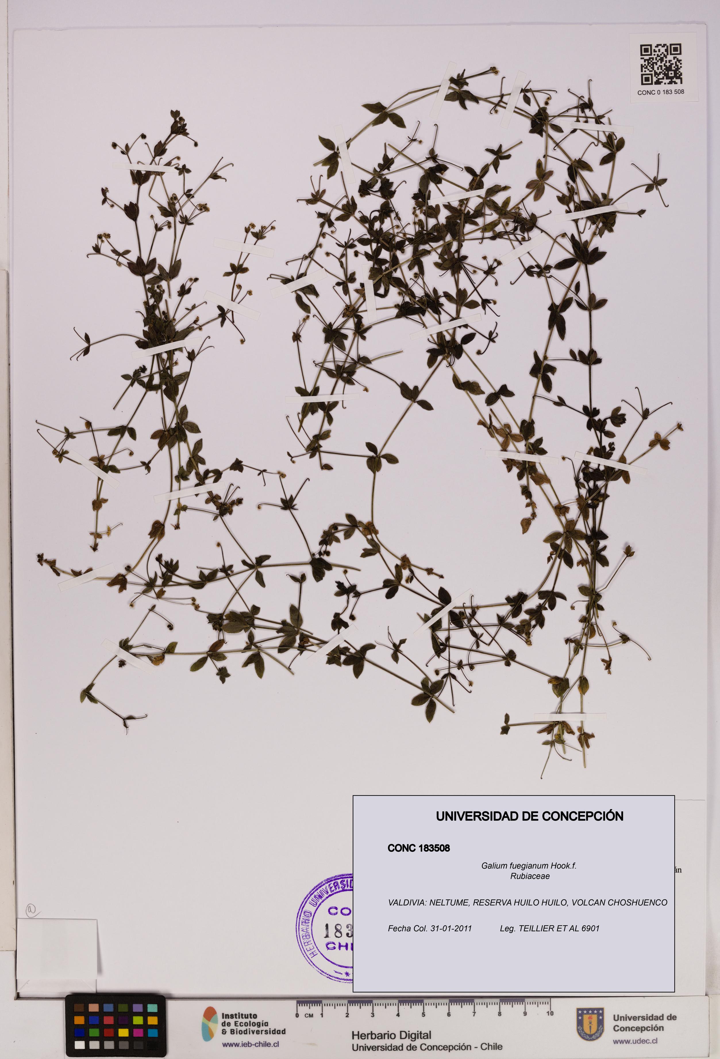 Galium fuegianum [Espécimen: UDEC:CONC:0183508]