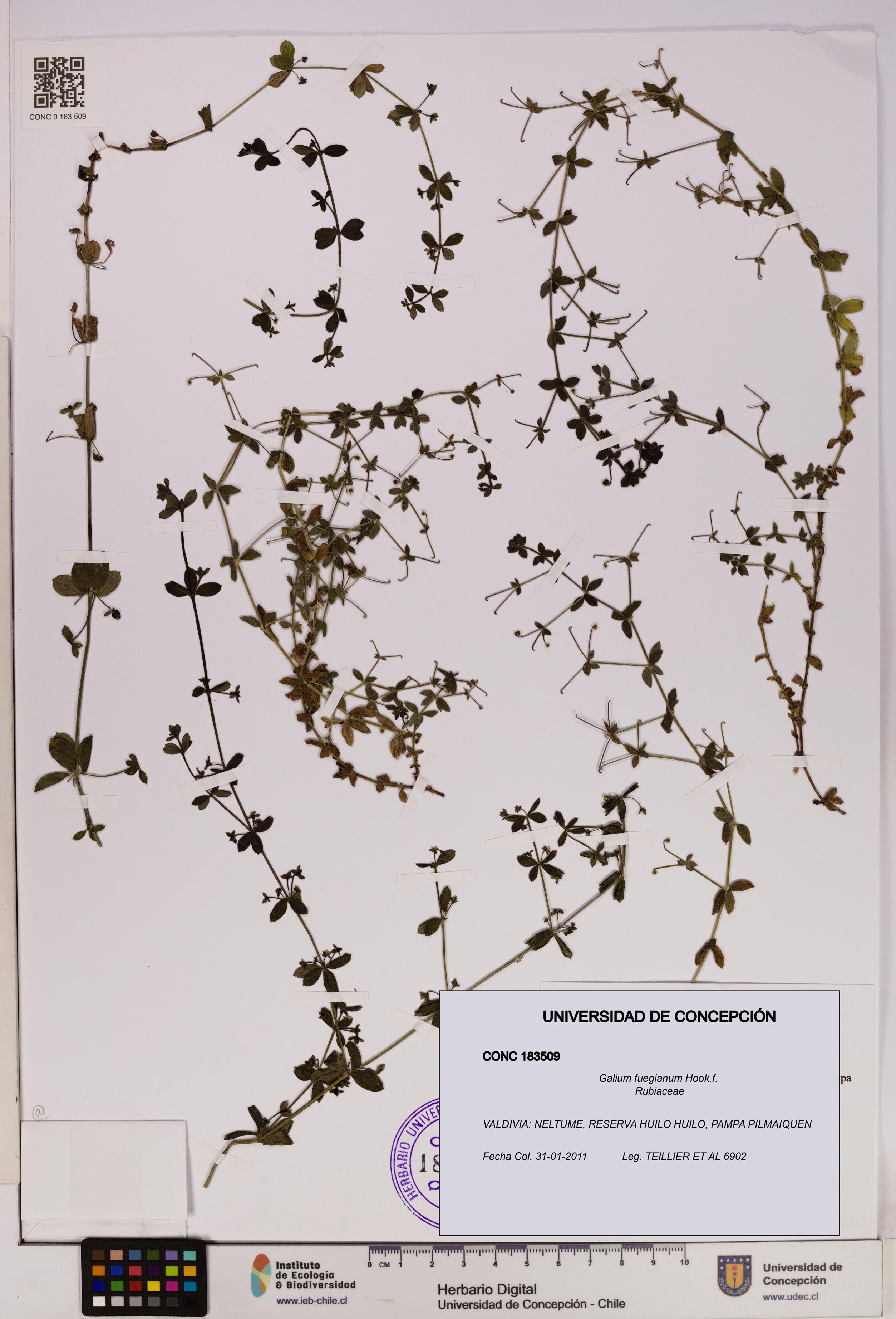 Galium fuegianum [Espécimen: UDEC:CONC:0183509]