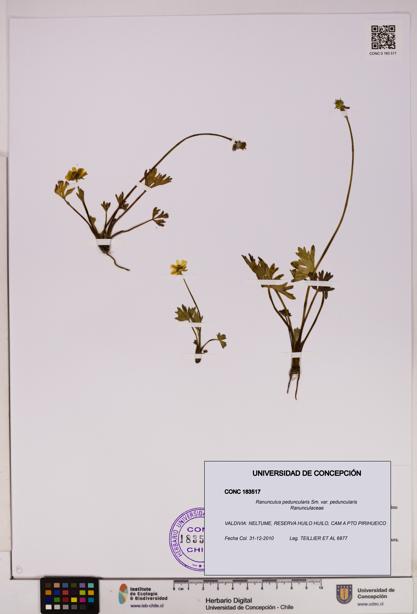 Ranunculus peduncularis var. peduncularis [Espécimen: UDEC:CONC:0183517]