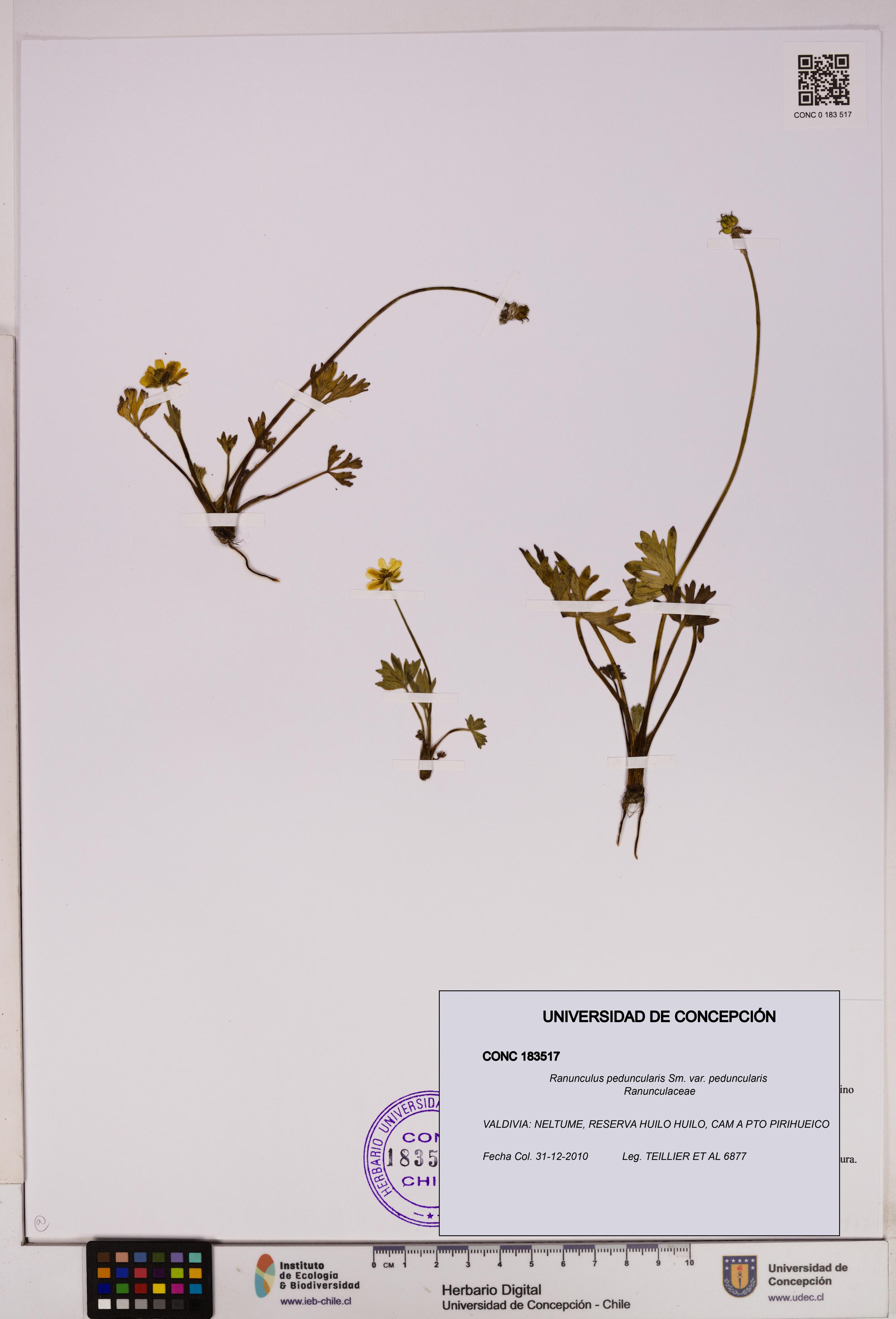 Ranunculus peduncularis var. peduncularis [Espécimen: UDEC:CONC:0183517]