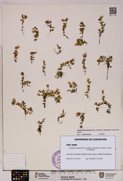 Lysimachia amoena [Espécimen: UDEC:CONC:0183526]