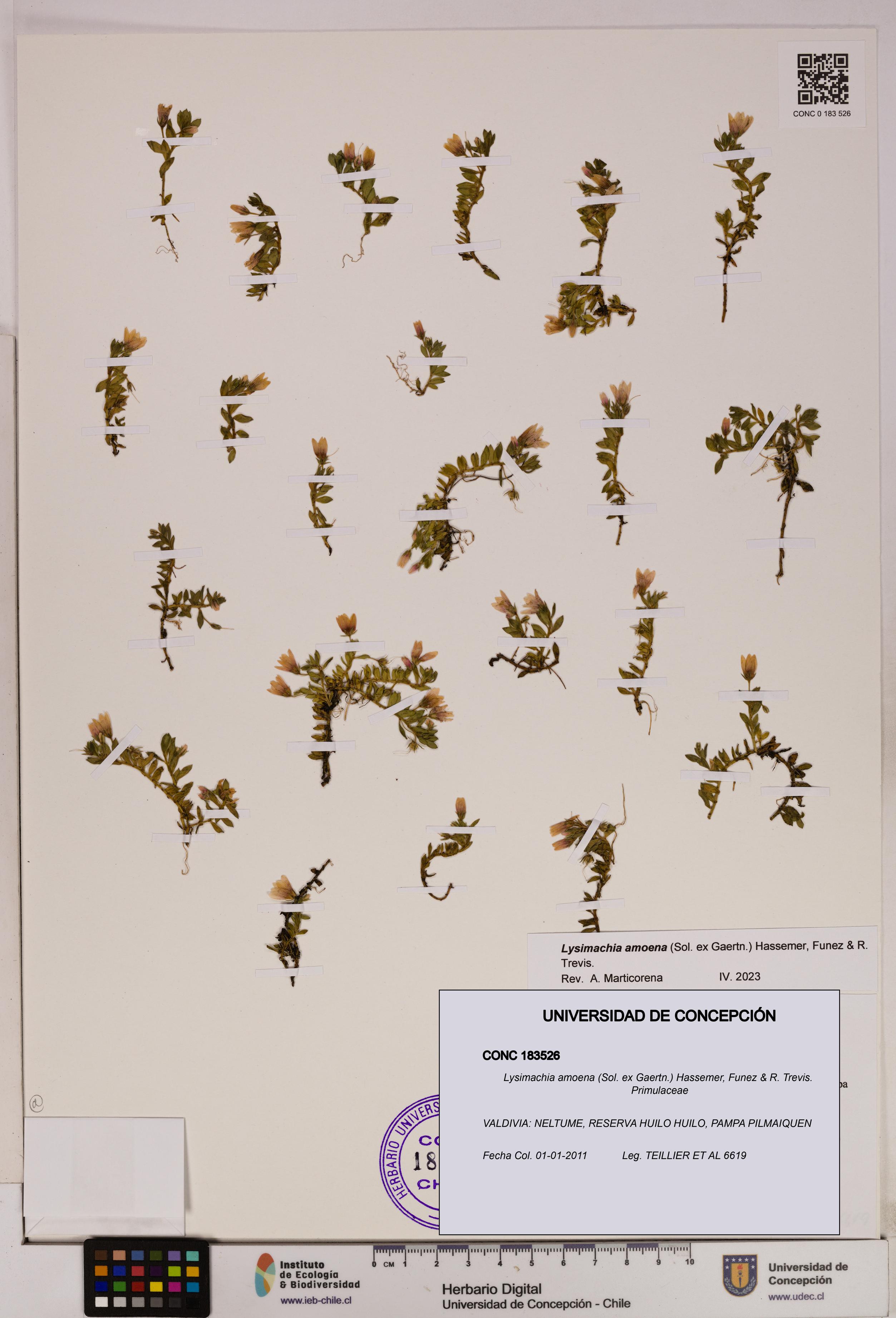 Lysimachia amoena [Espécimen: UDEC:CONC:0183526]