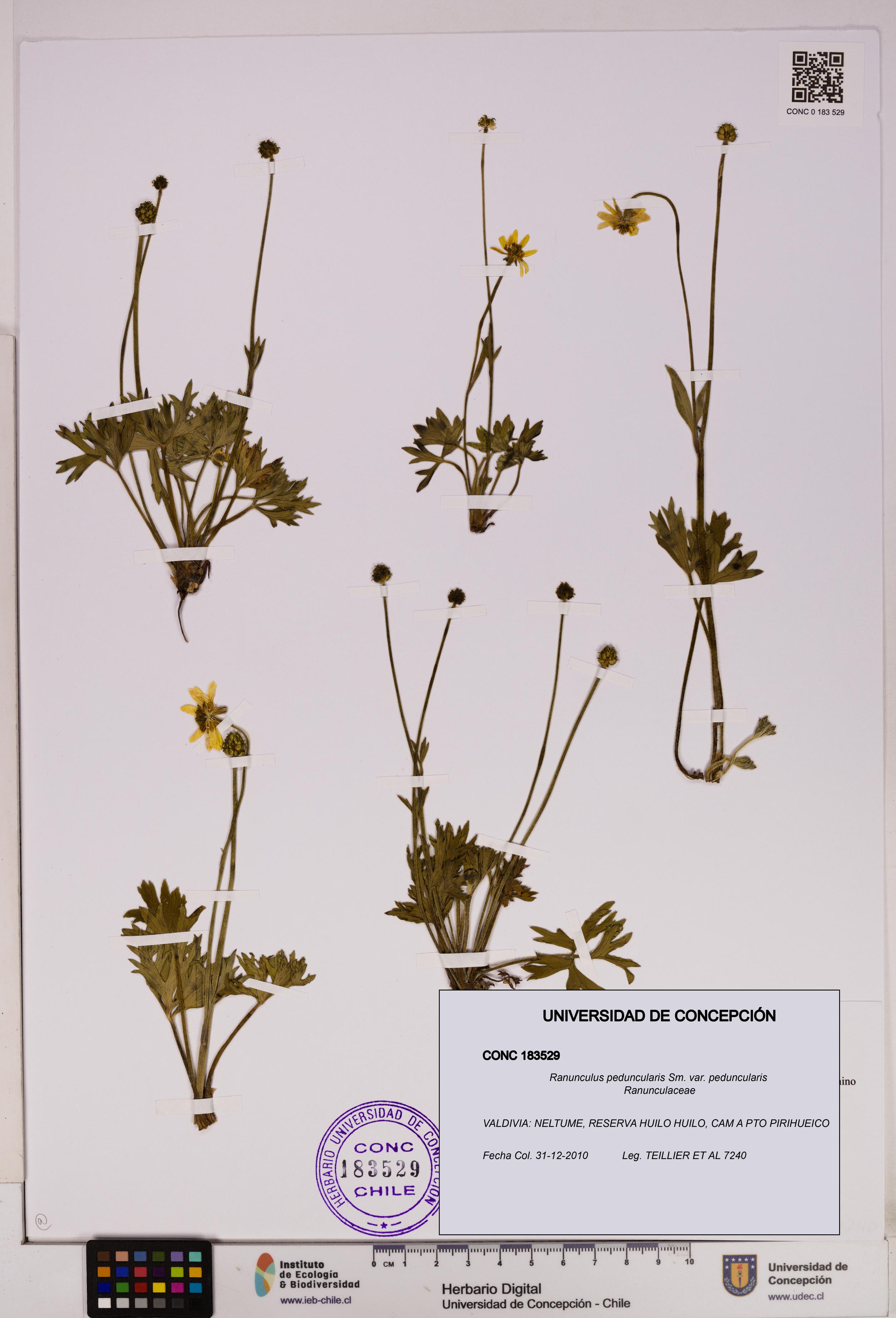 Ranunculus peduncularis var. peduncularis [Espécimen: UDEC:CONC:0183529]
