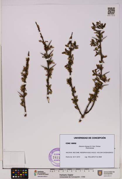 Discaria chacaye [Espécimen: UDEC:CONC:0183532]
