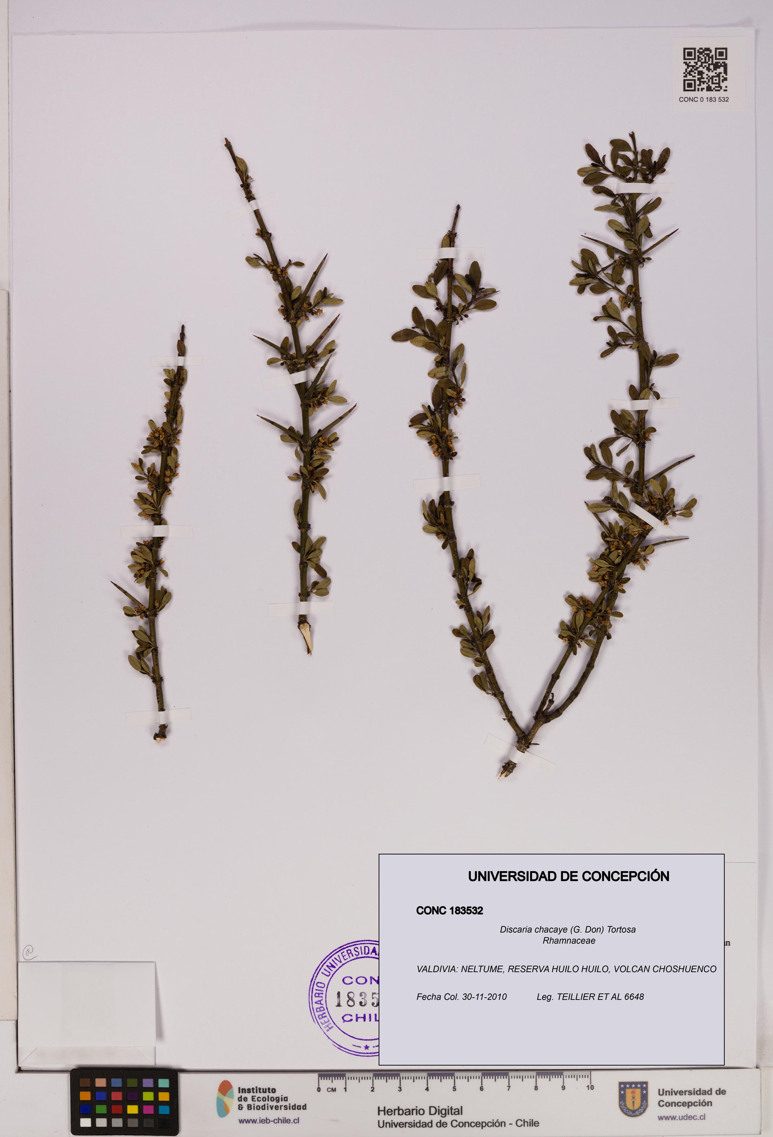 Discaria chacaye [Espécimen: UDEC:CONC:0183532]