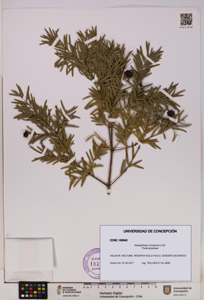 Saxegothaea conspicua [Espécimen: UDEC:CONC:0183542]