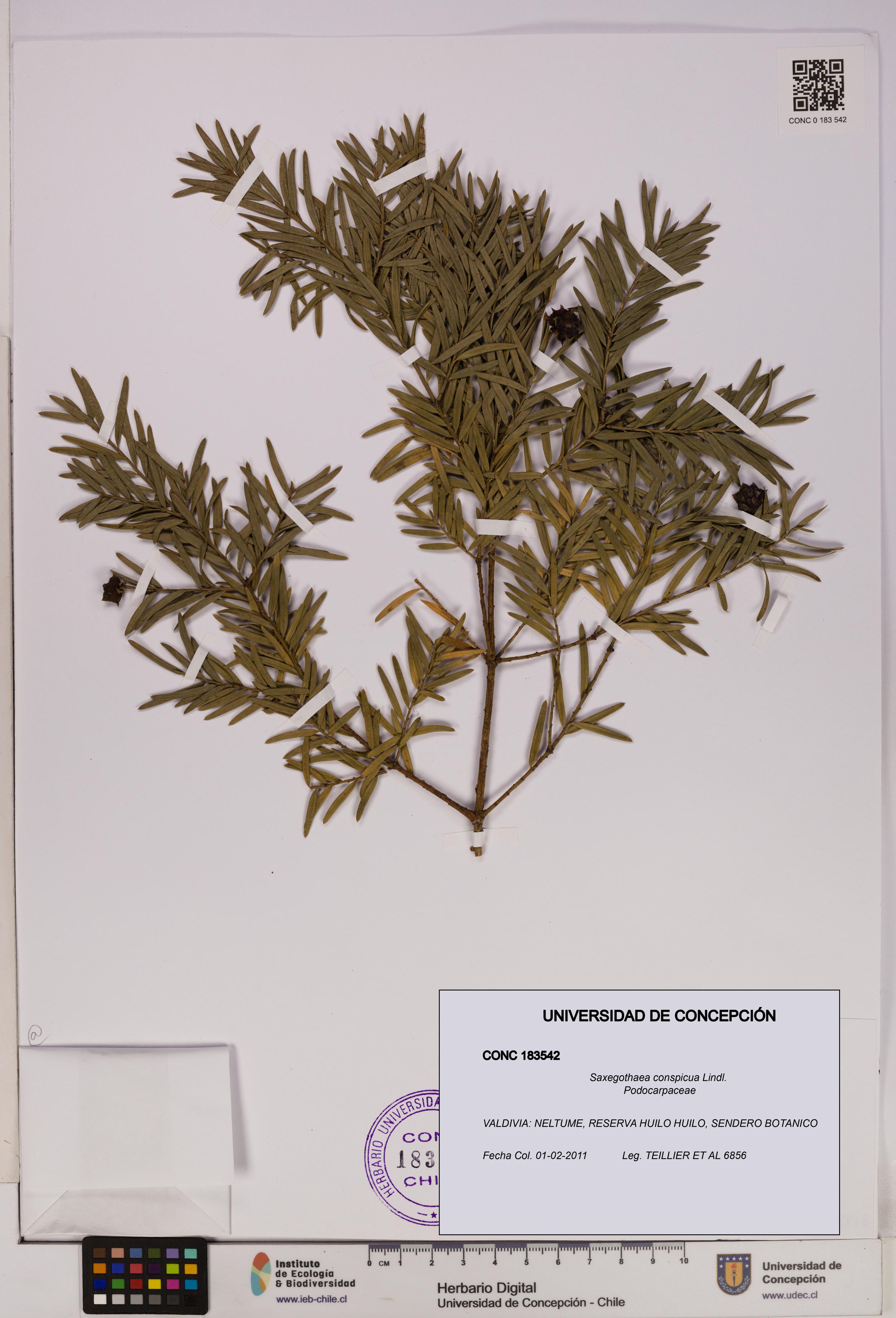 Saxegothaea conspicua [Espécimen: UDEC:CONC:0183542]