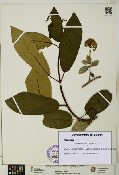 Hydrangea serratifolia [Espécimen: UDEC:CONC:0183556]