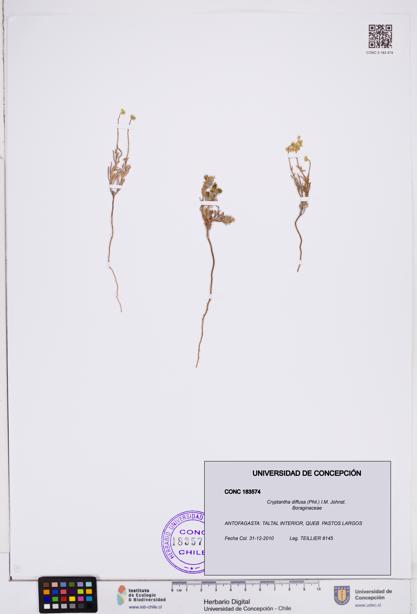 Cryptantha diffusa [Espécimen: ]