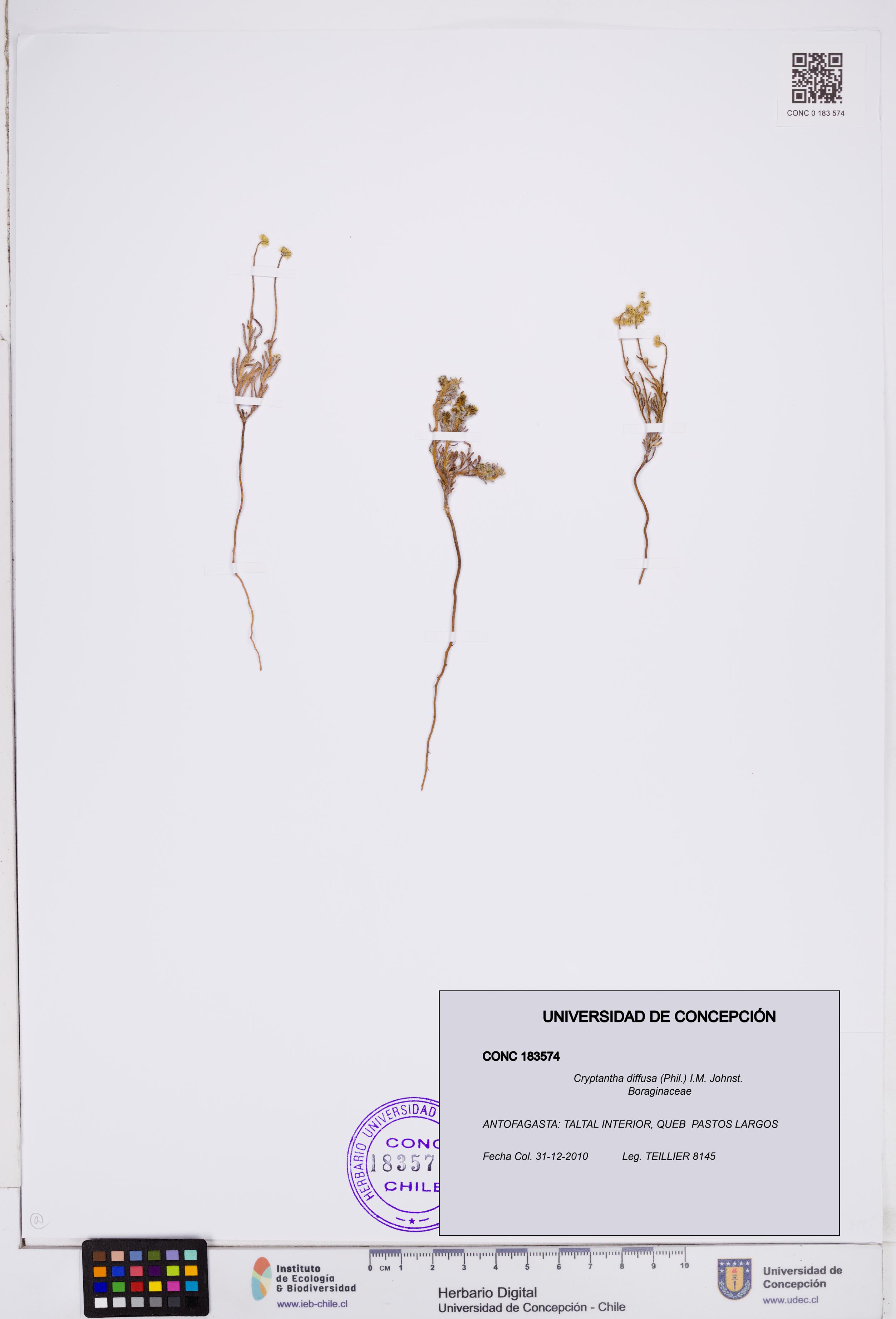Cryptantha diffusa [Espécimen: ]