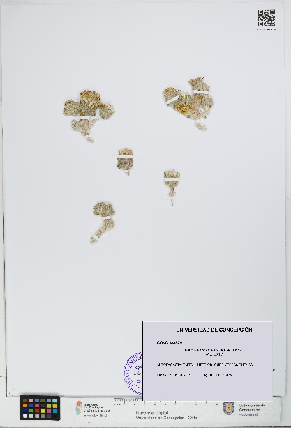 Chaetanthera lanata [Espécimen: UDEC:CONC:0183579]