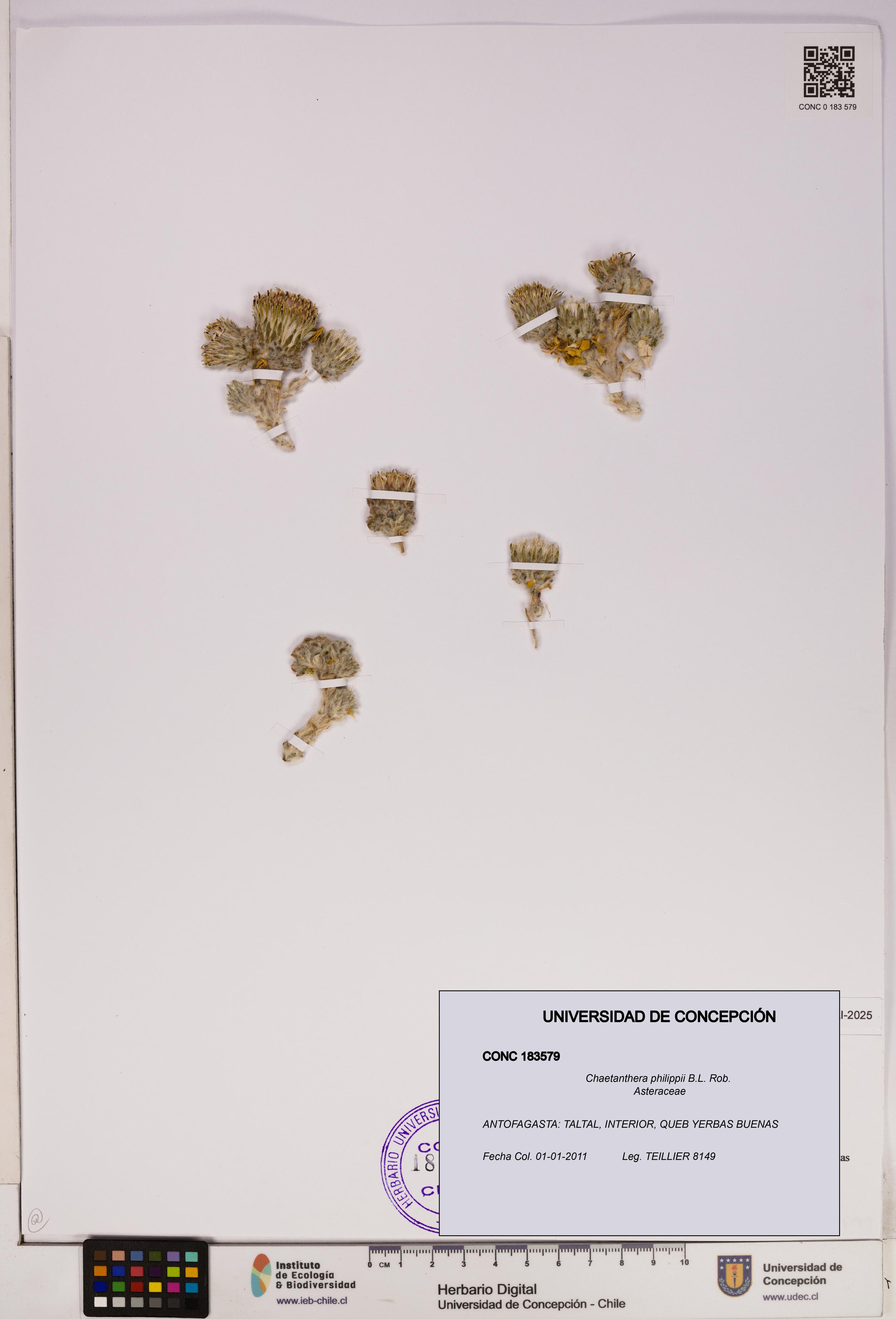 Chaetanthera philippii [Espécimen: UDEC:CONC:0183579]