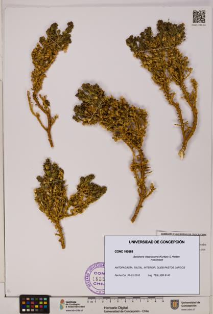 Baccharis tola [Espécimen: UDEC:CONC:0183583]