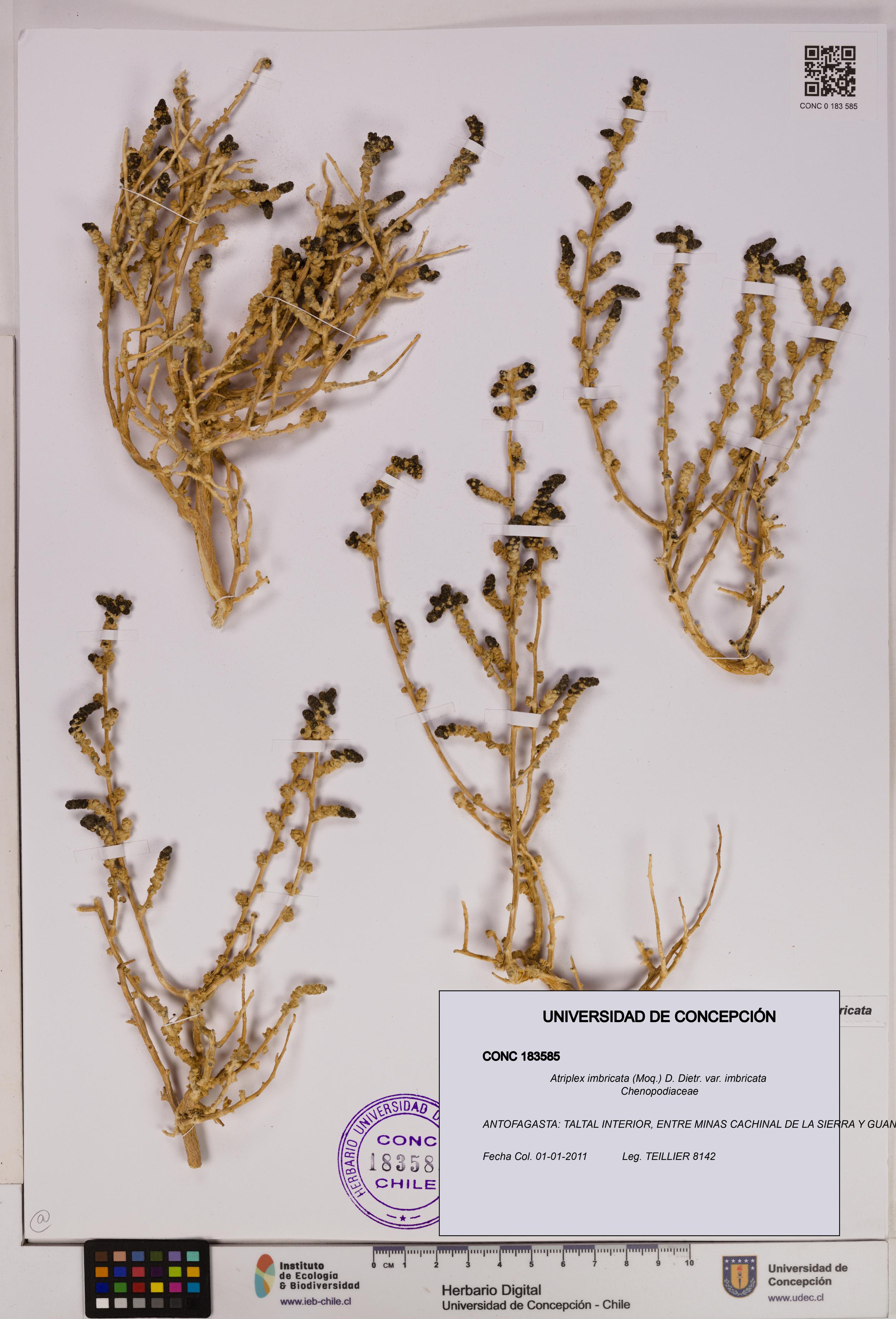 Atriplex imbricata [Espécimen: UDEC:CONC:0183585]