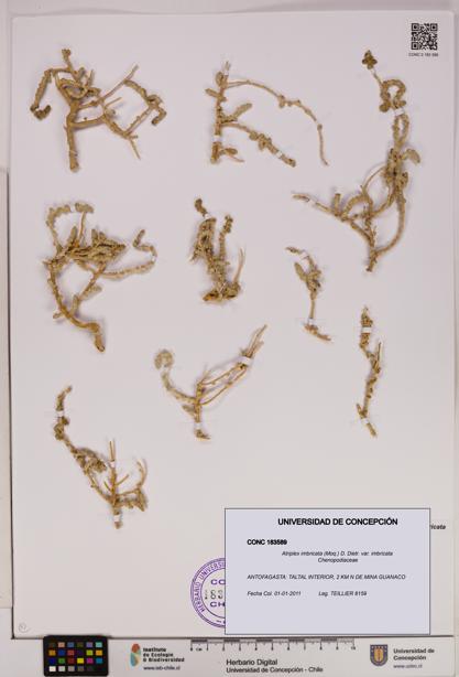 Atriplex imbricata [Espécimen: UDEC:CONC:0183589]