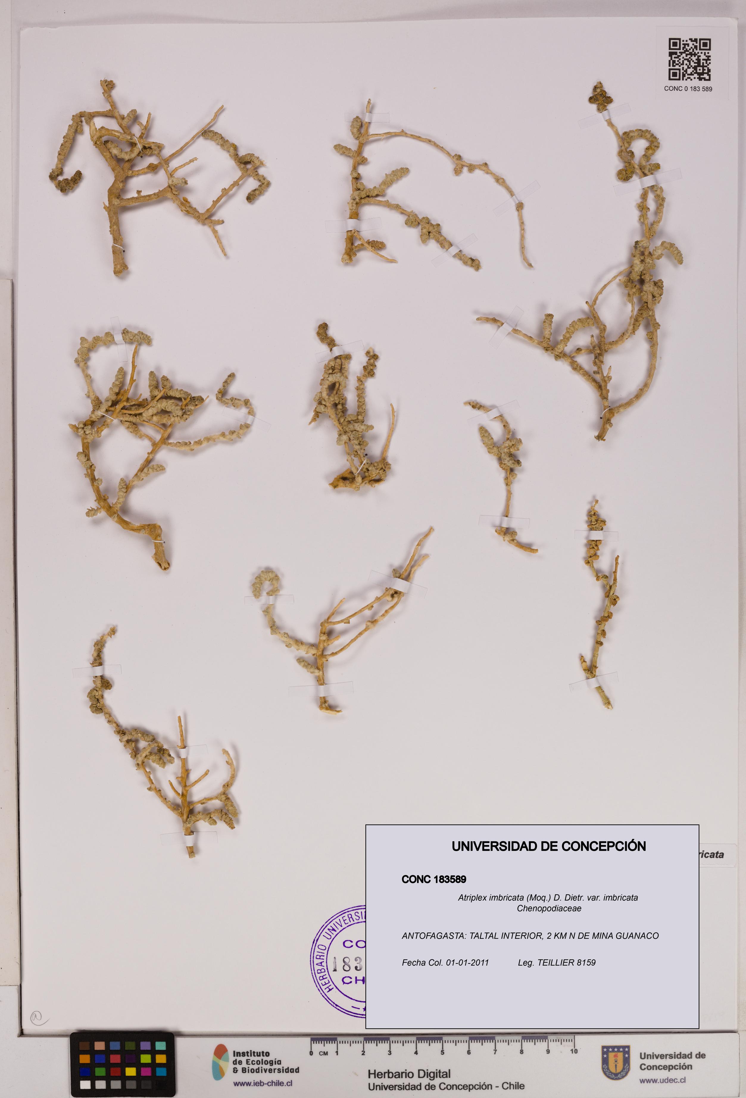 Atriplex imbricata [Espécimen: UDEC:CONC:0183589]