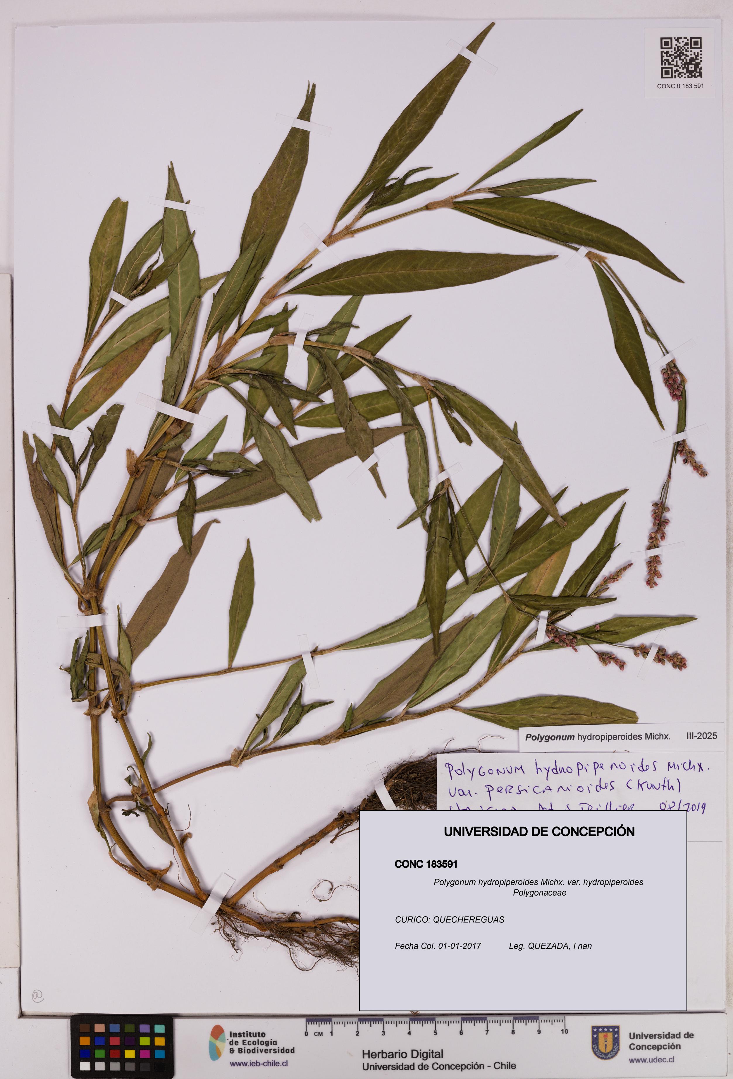 Polygonum hydropiperoides var. hydropiperoides [Espécimen: UDEC:CONC:0183591]