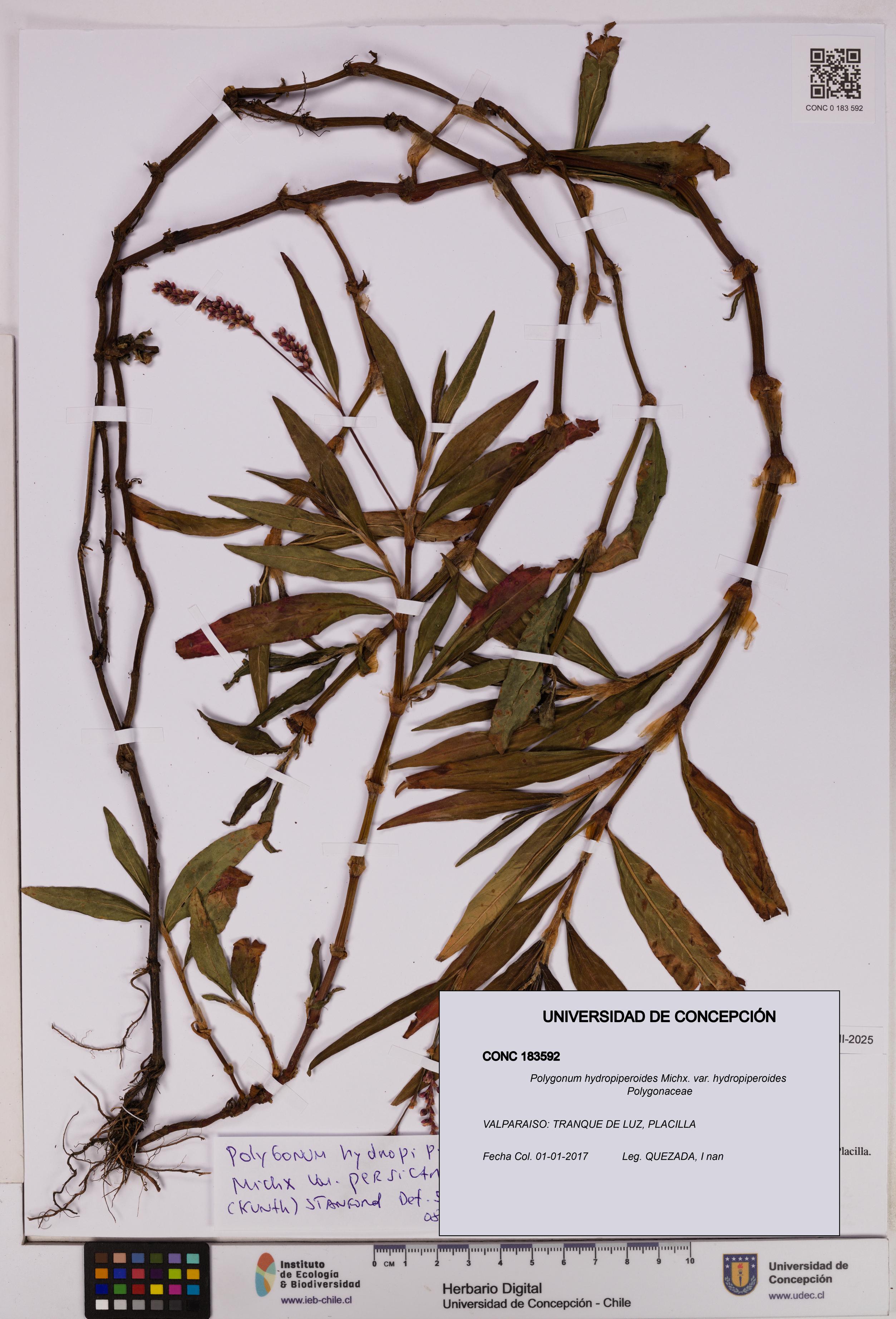 Polygonum hydropiperoides var. hydropiperoides [Espécimen: UDEC:CONC:0183592]