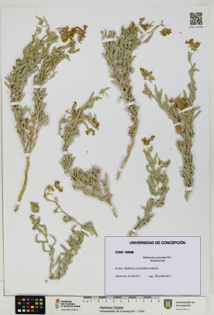 Mathewsia auriculata [Espécimen: UDEC:CONC:0183596]