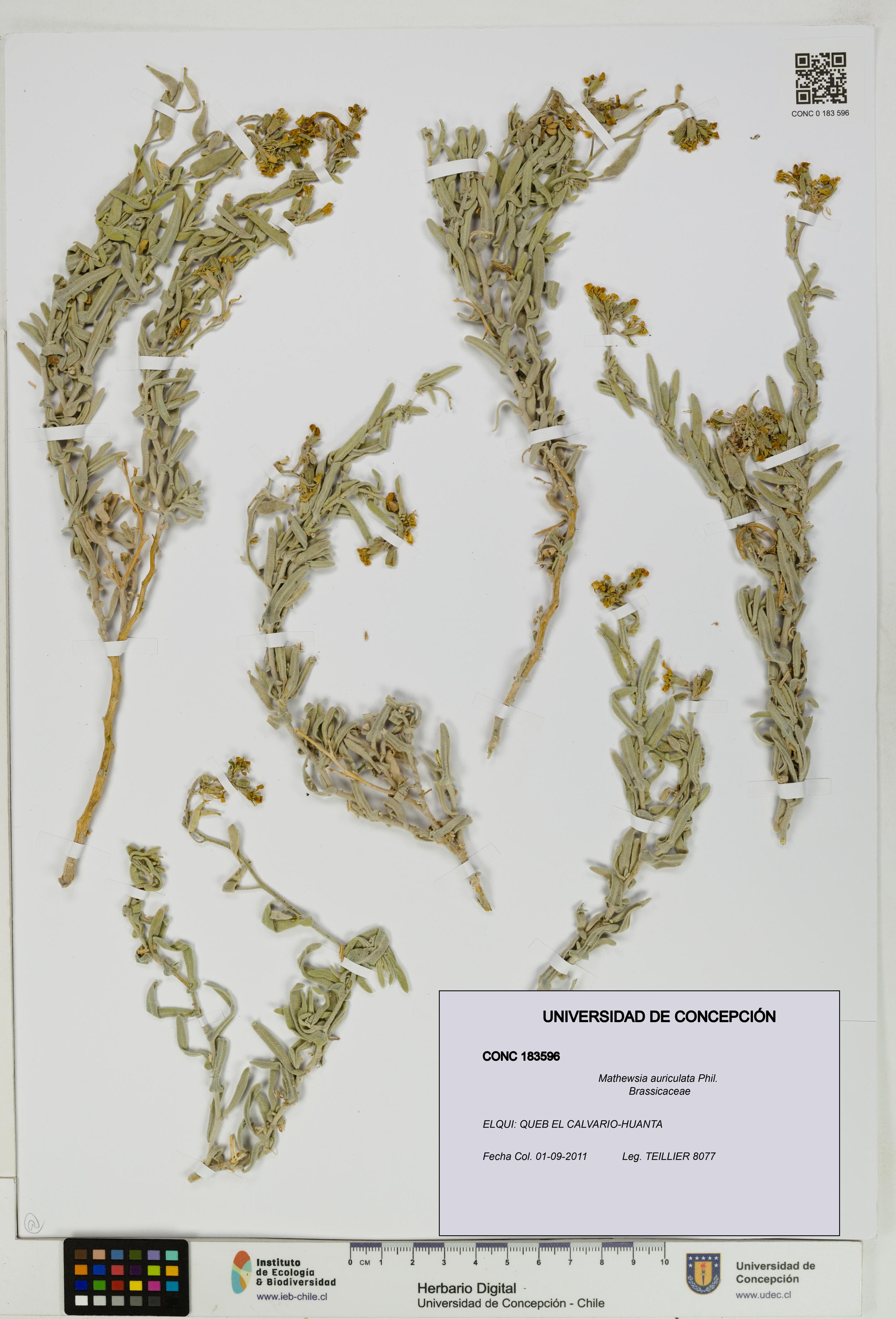 Mathewsia auriculata [Espécimen: UDEC:CONC:0183596]