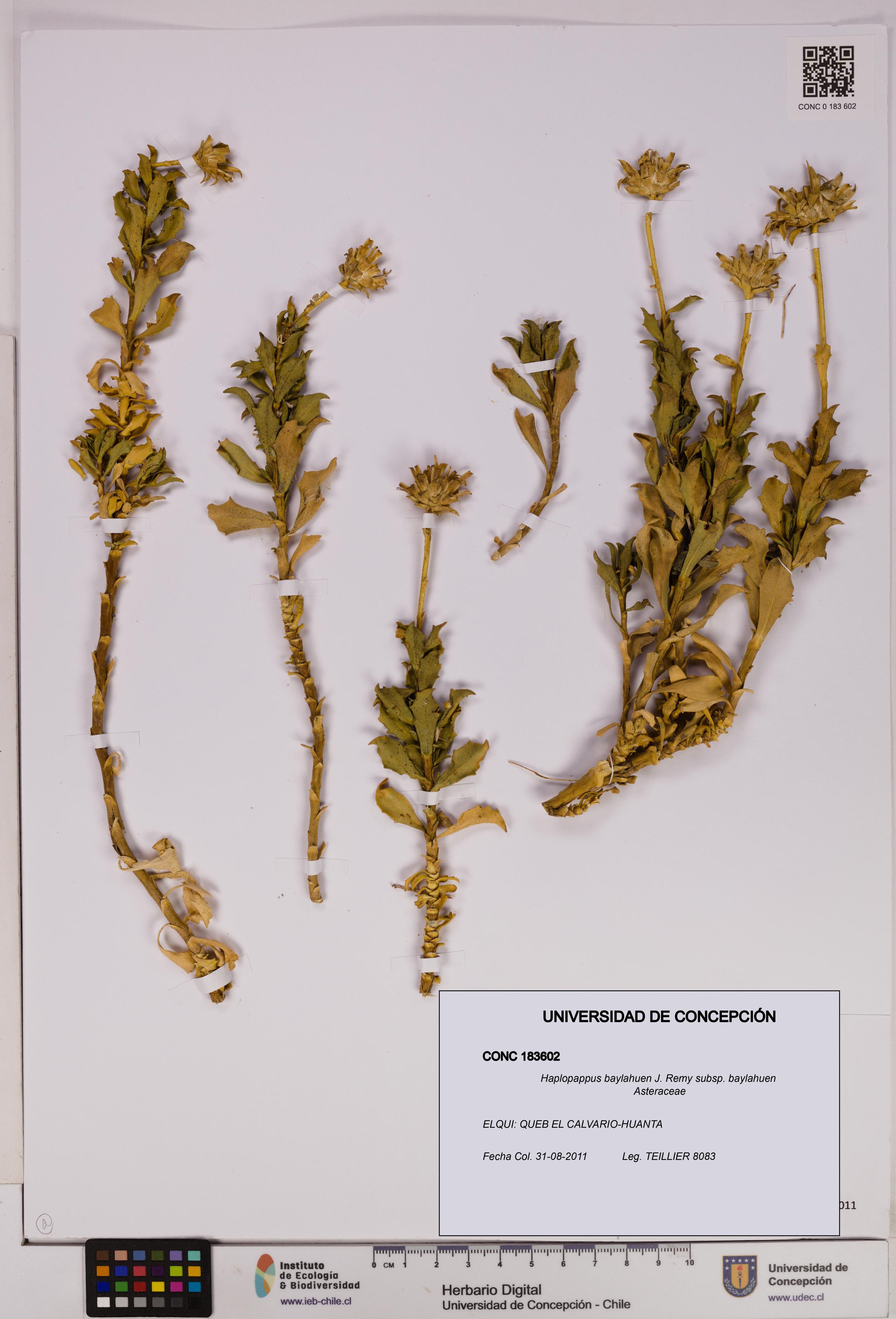 Haplopappus baylahuen subsp. baylahuen [Espécimen: UDEC:CONC:0183602]