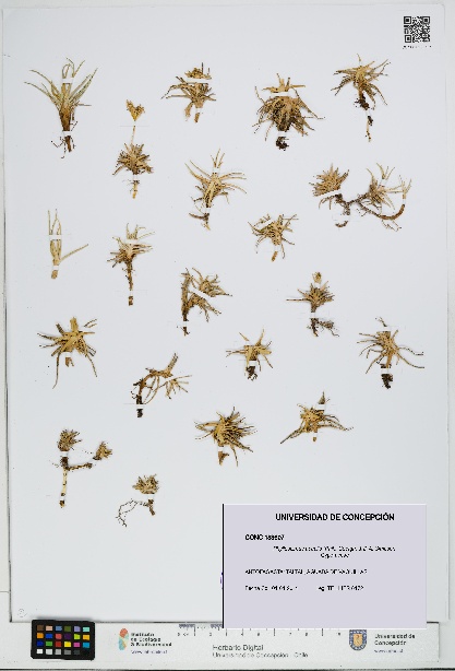 Phylloscirpus acaulis [Espécimen: UDEC:CONC:0183607]