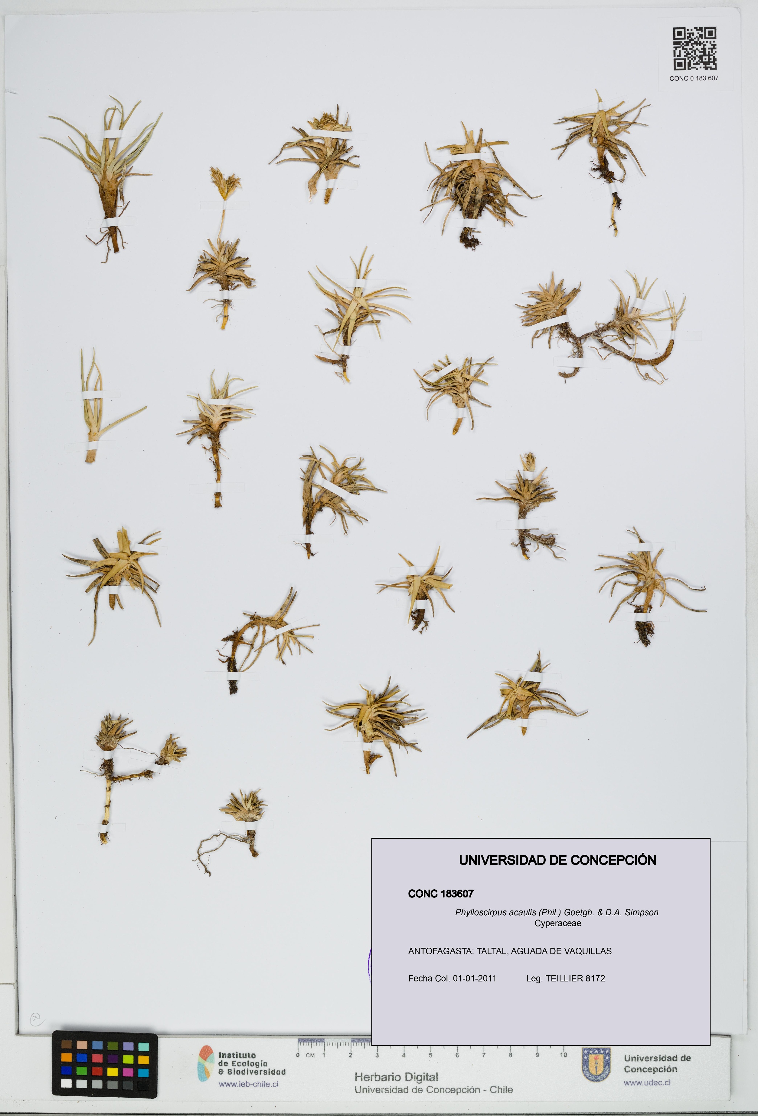 Phylloscirpus acaulis [Espécimen: UDEC:CONC:0183607]