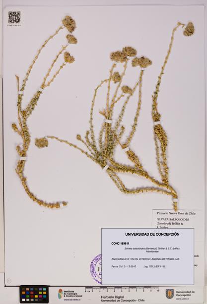 Silvaea salsoloides [Espécimen: UDEC:CONC:0183611]