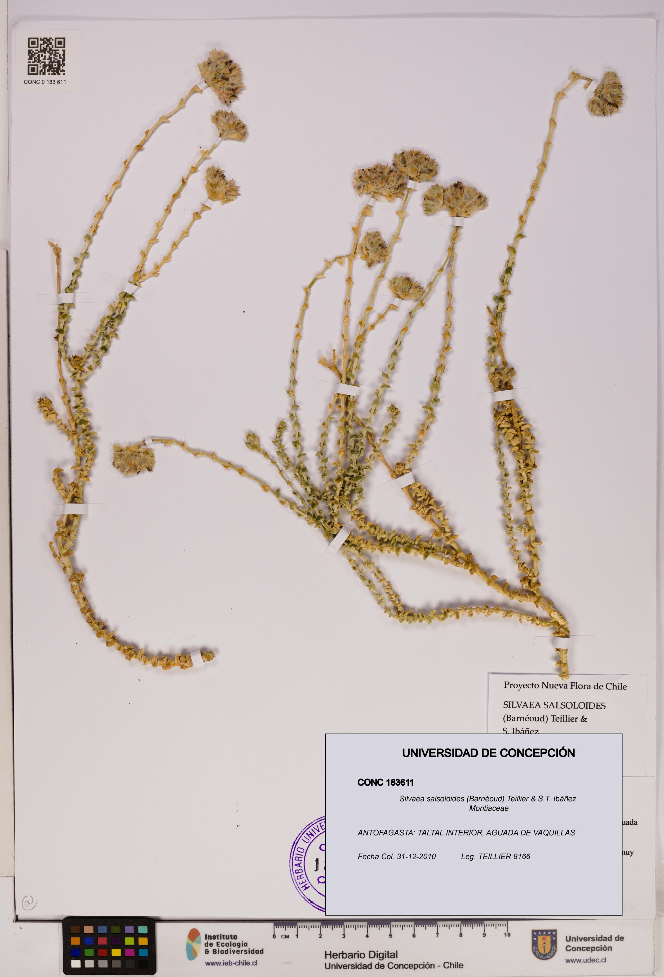 Silvaea salsoloides [Espécimen: UDEC:CONC:0183611]