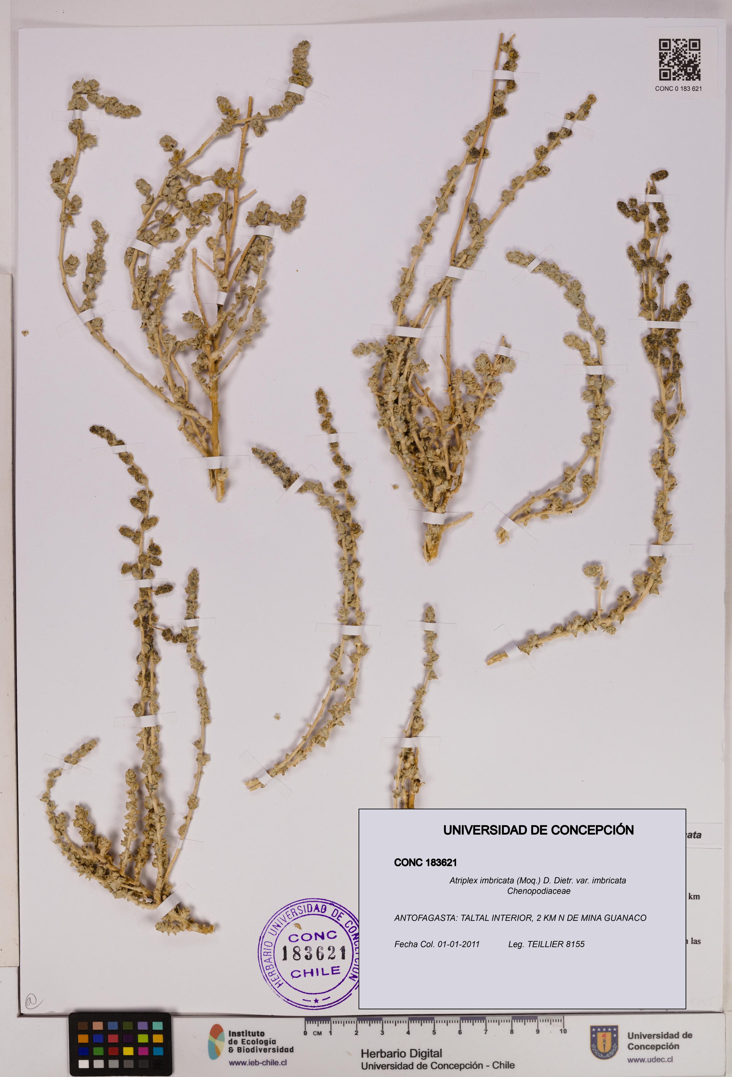 Atriplex imbricata [Espécimen: UDEC:CONC:0183621]