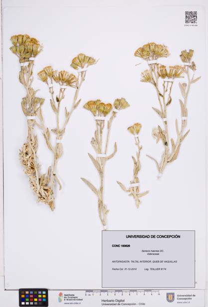 Senecio haenkei [Espécimen: ]