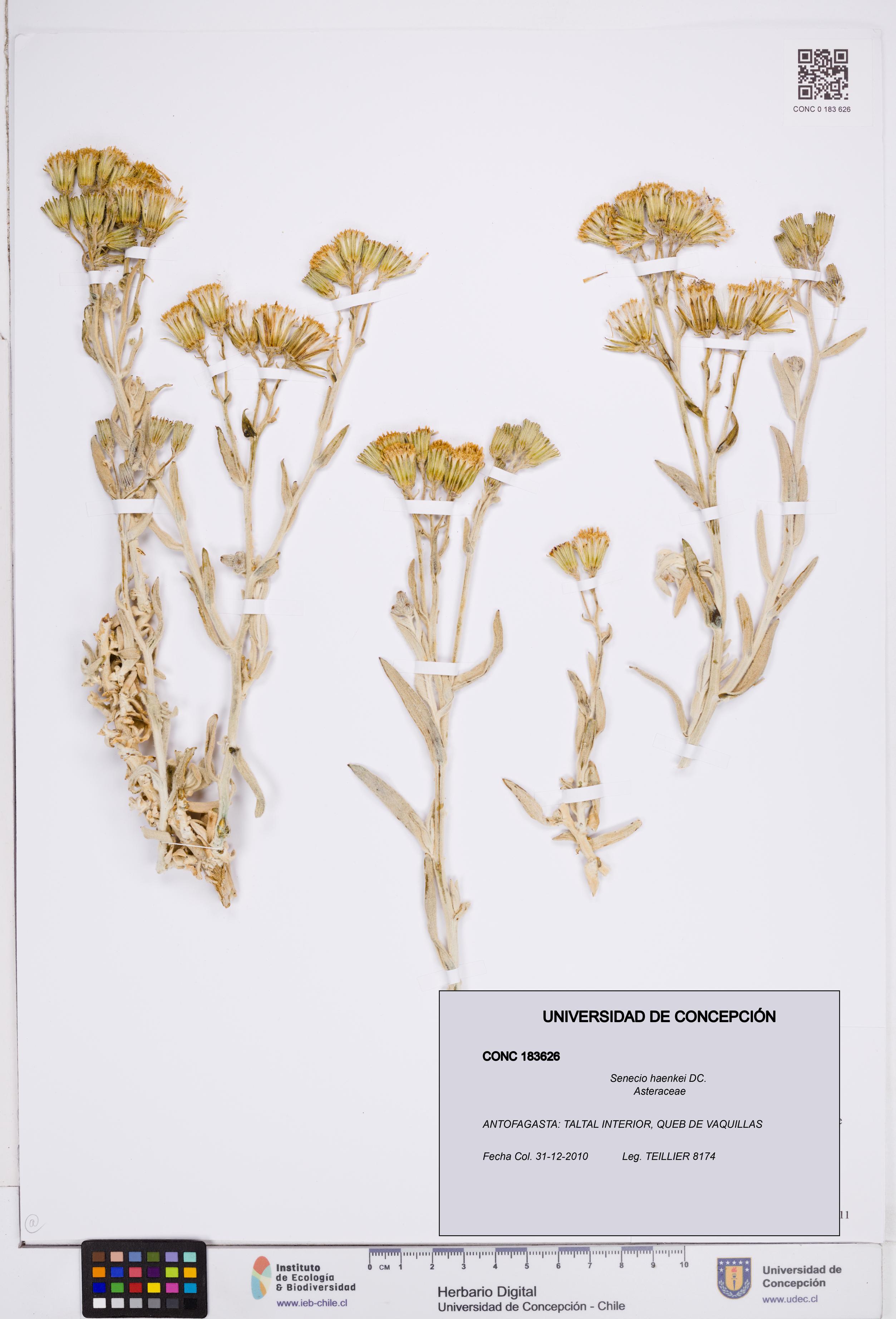 Senecio haenkei [Espécimen: ]