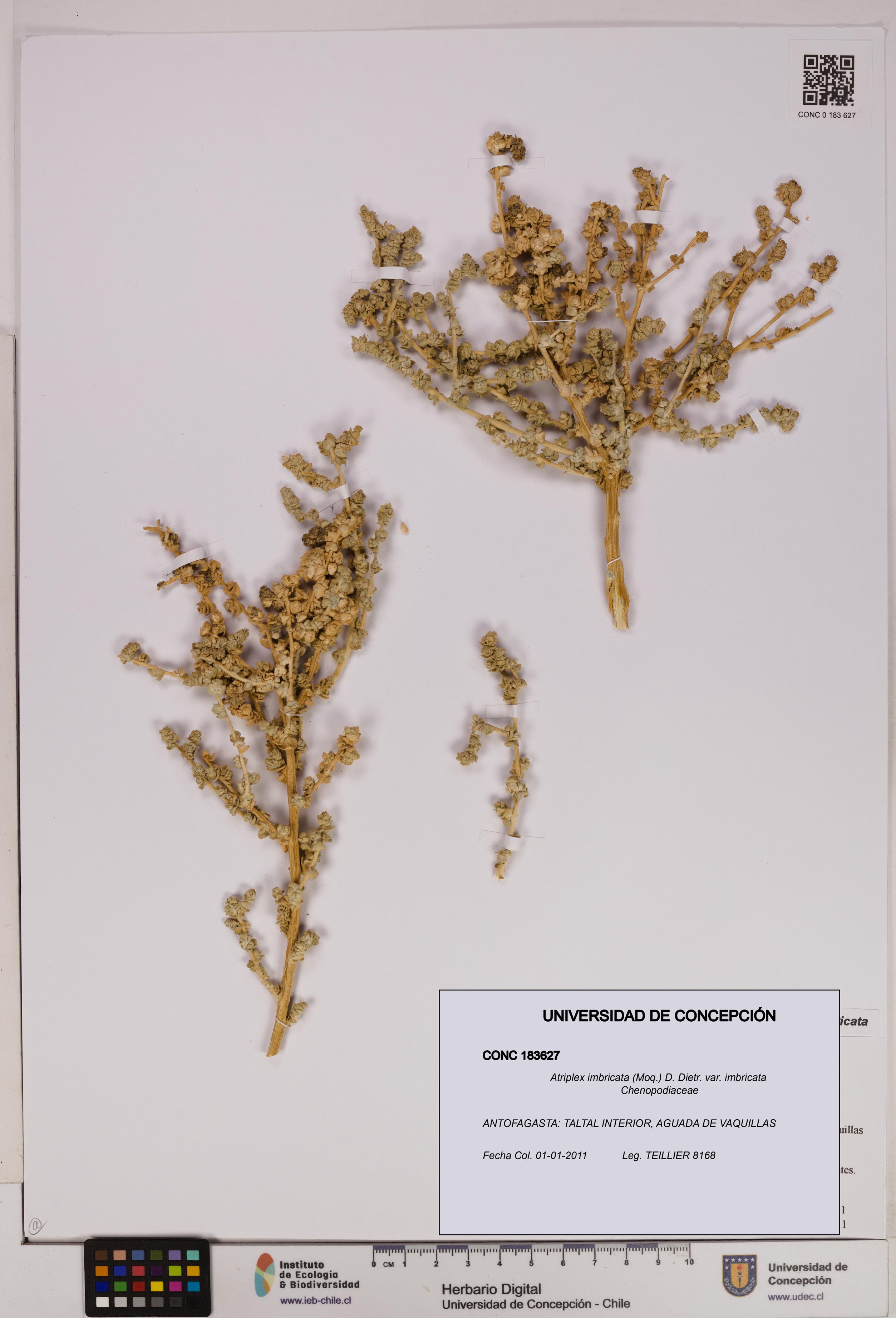 Atriplex imbricata [Espécimen: UDEC:CONC:0183627]