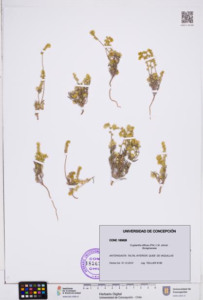 Cryptantha diffusa [Espécimen: ]
