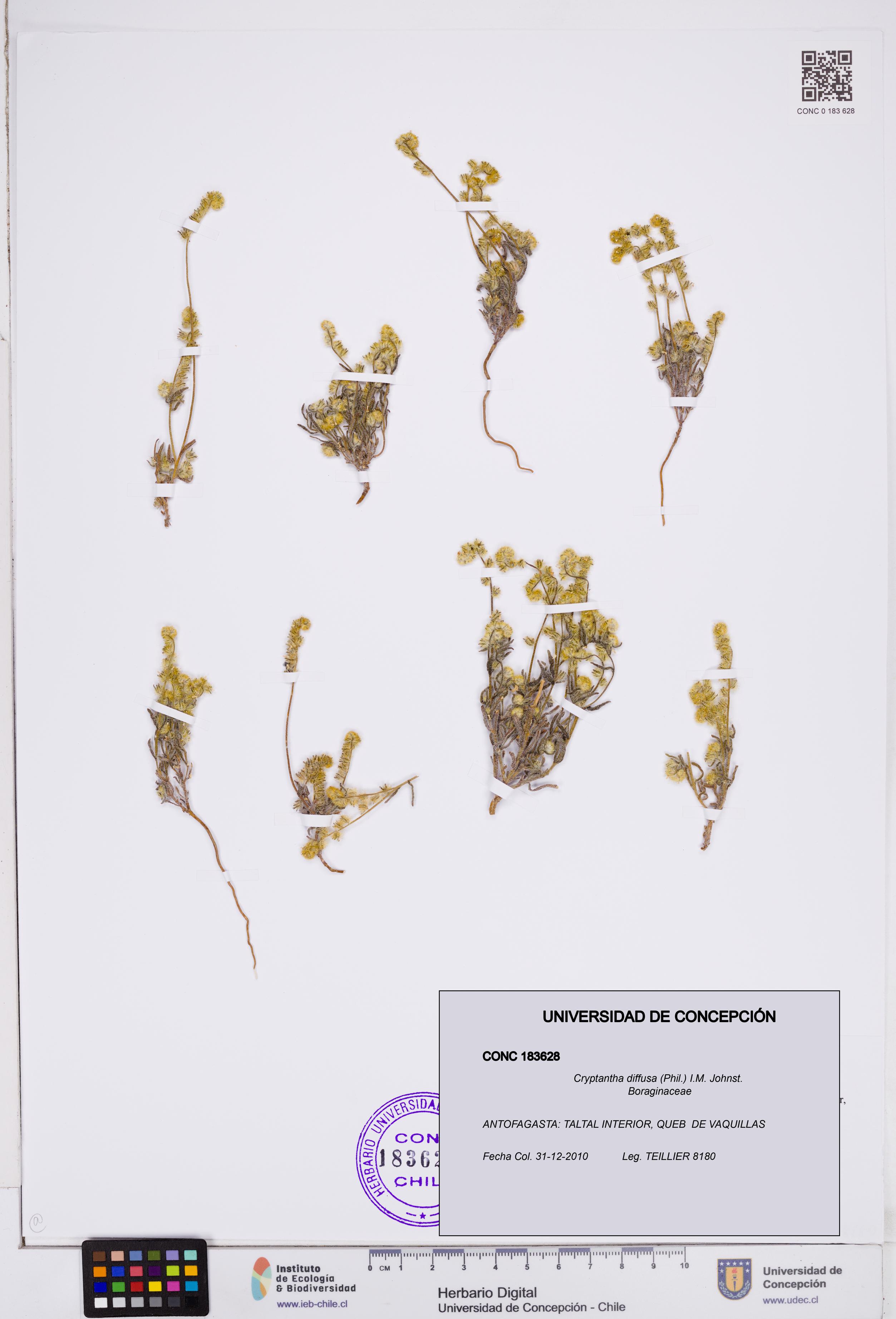 Cryptantha diffusa [Espécimen: ]