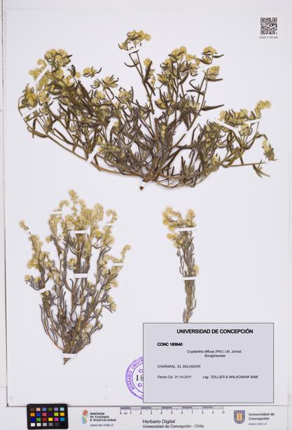 Cryptantha diffusa [Espécimen: ]