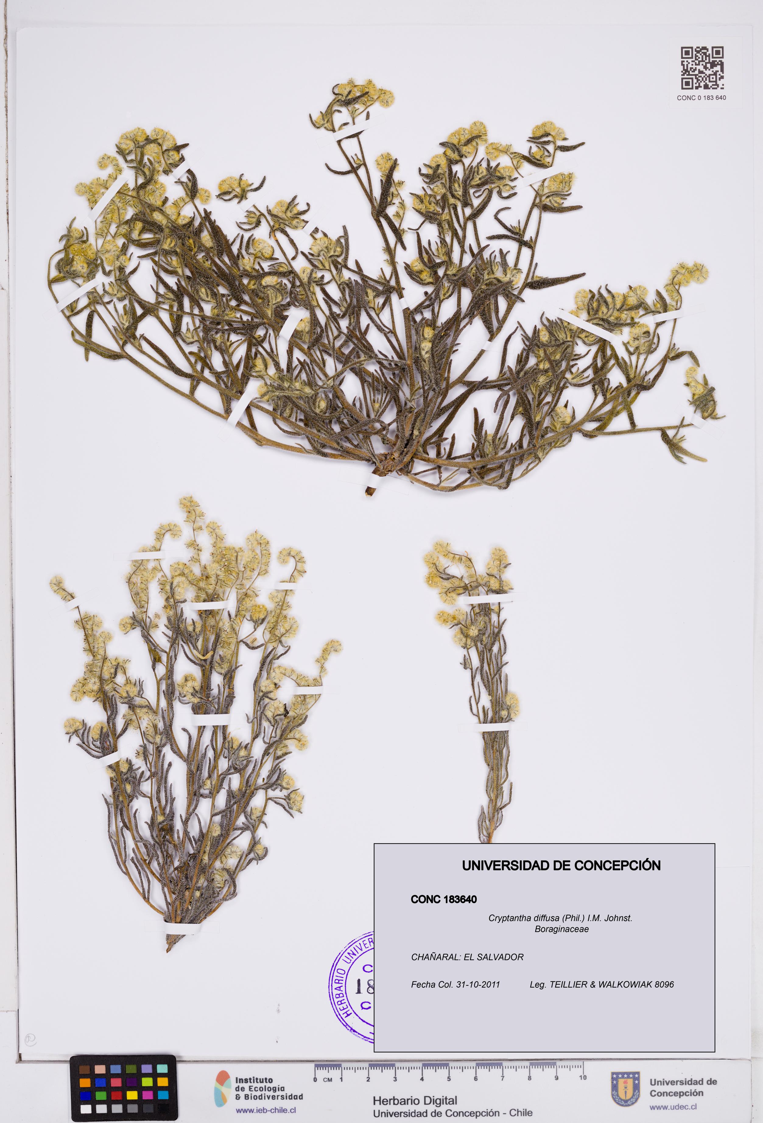 Cryptantha diffusa [Espécimen: ]